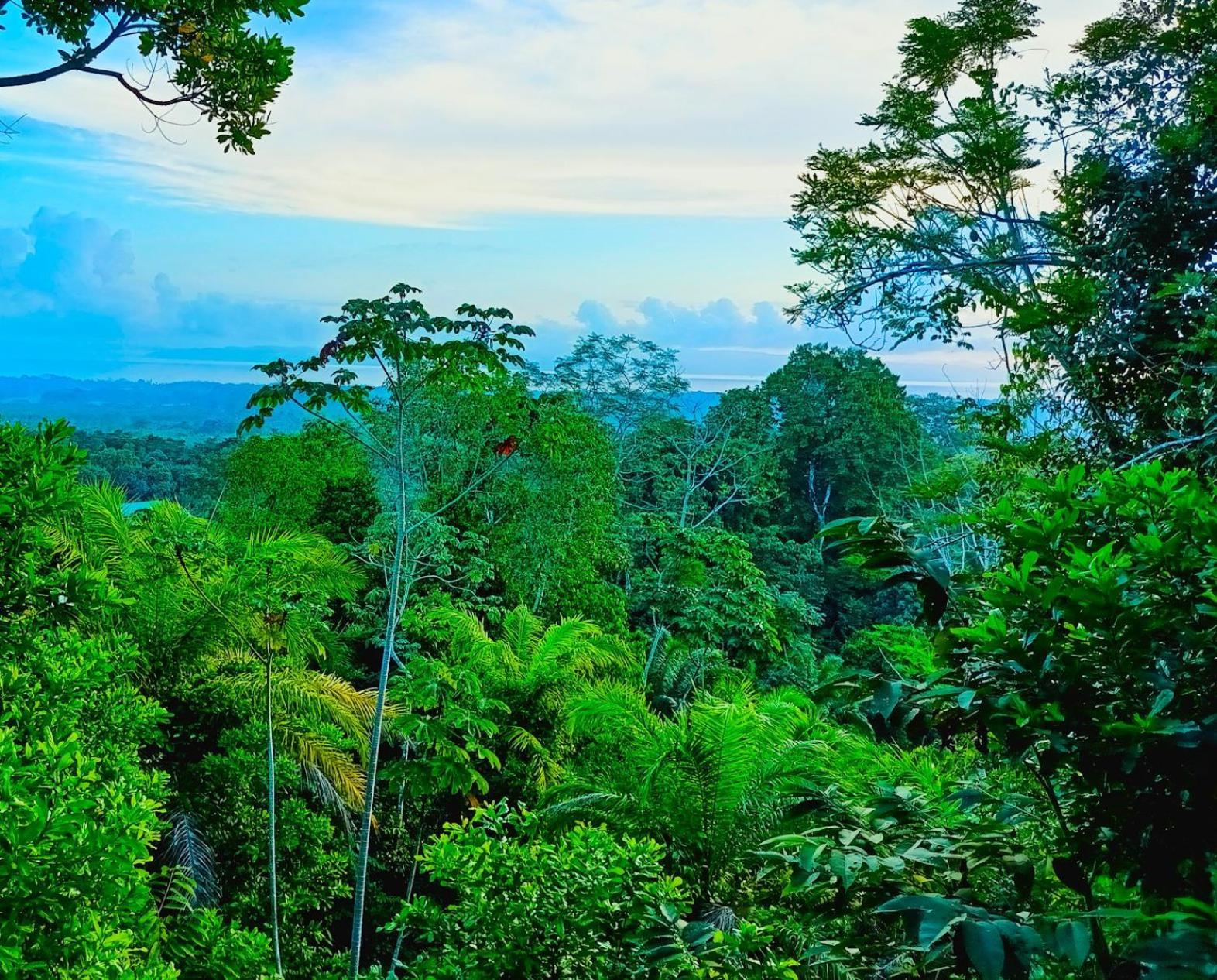 Corcovado Private Villas - Corcovado Private Reserve Puerto Jiménez Exteriör bild